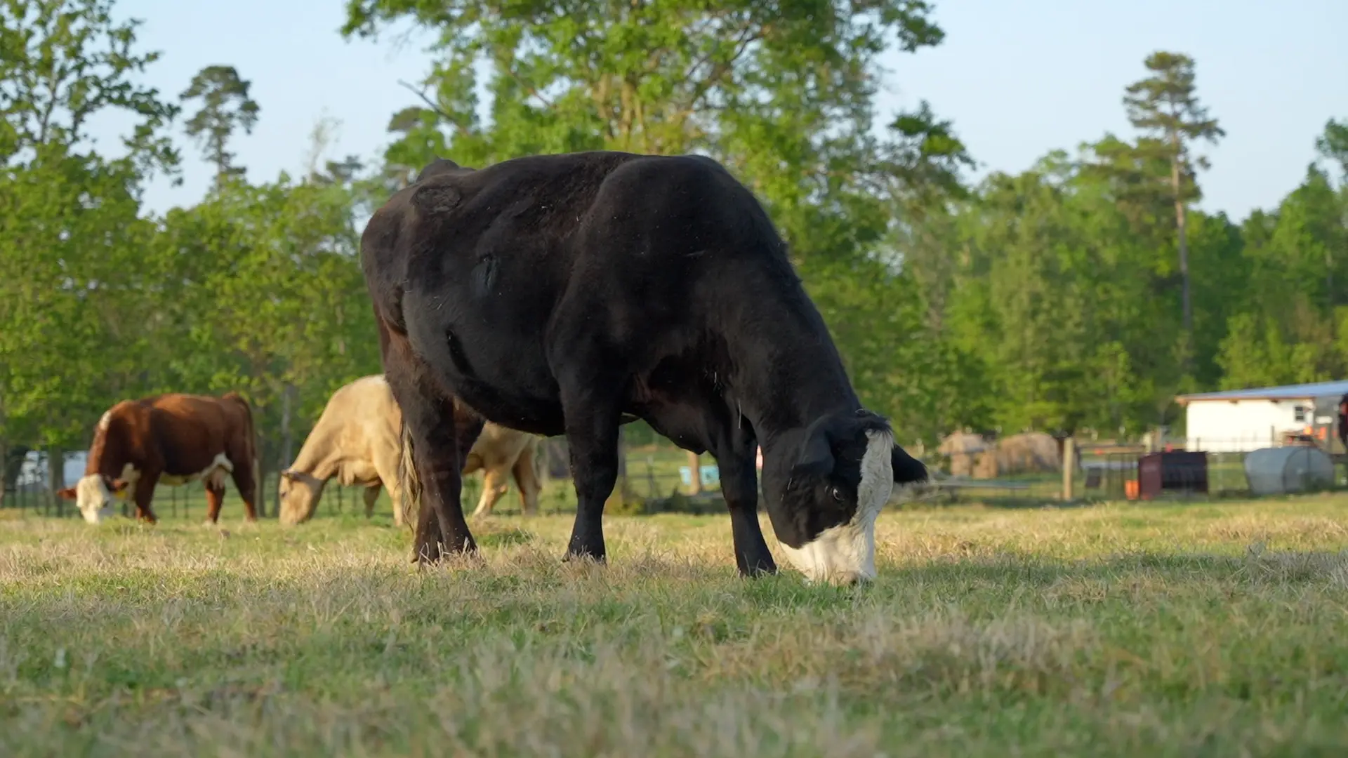 Grass fed cattle grazing on open pasture at Vincent Farms in East Texas