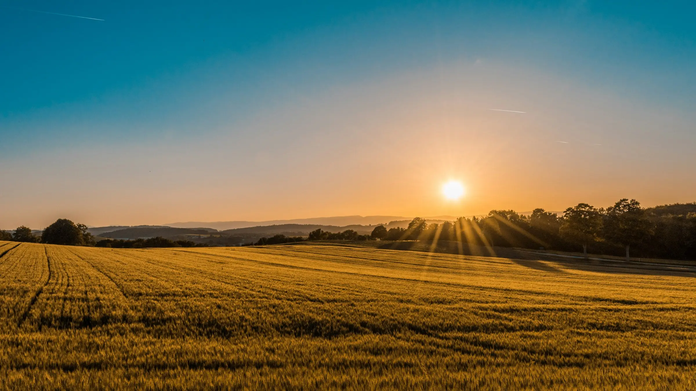 Golden pasture at sunset