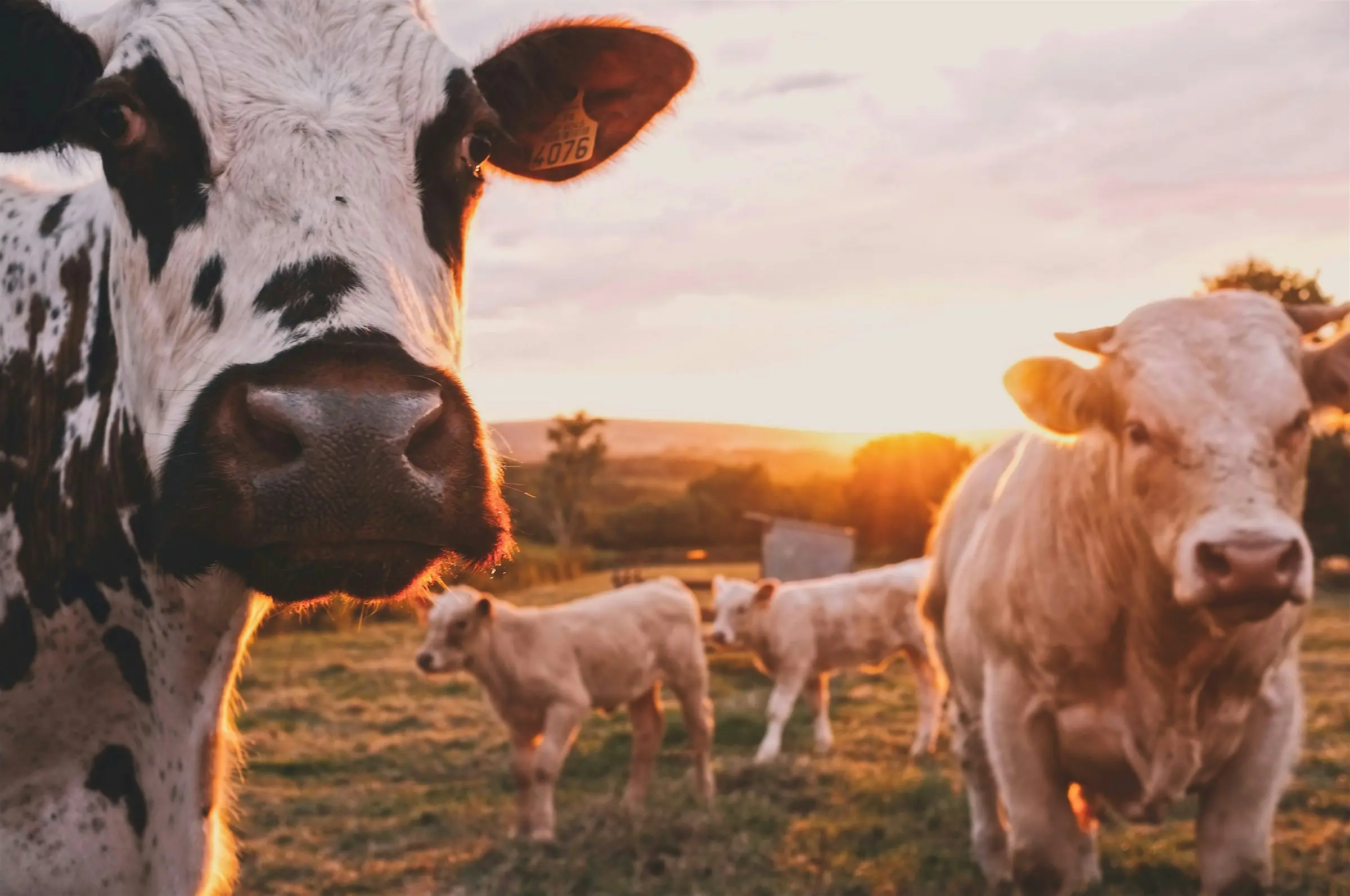 Cattle and their calves grazing on open pasture at sunset